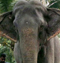  World’s Oldest Elephant I Is A Kerala Temple’s Prid-TeluguStop.com