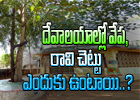  Why Vepachettu And Raavichettu Present In Temples-TeluguStop.com