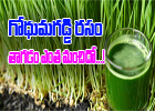  Amazing Benefits Of Wheatgrass Juice-TeluguStop.com