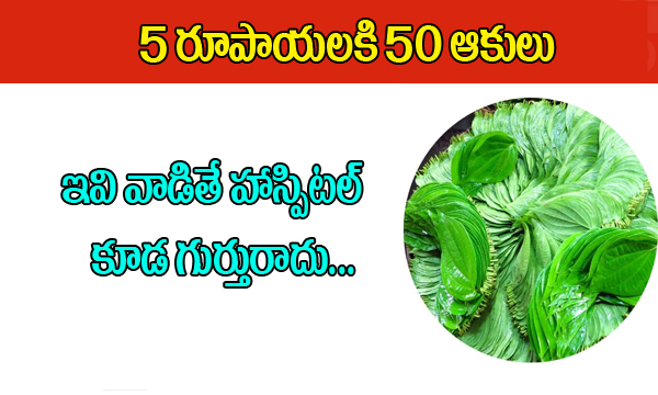  50 Leaves To 5 Rupees-TeluguStop.com