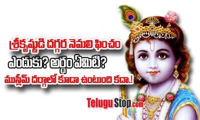  Why Do Lord Krishna Wear Peacocks Feathers ?-TeluguStop.com