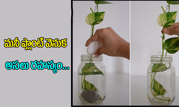  Shocking Facts About Money Plant I Mana Health-TeluguStop.com