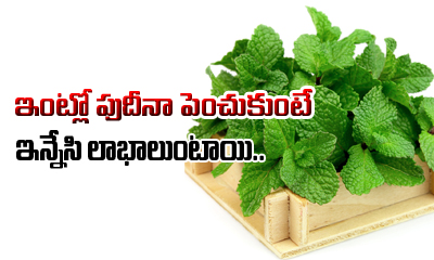  Reasons Why You Should Plant Mint At Your Home-TeluguStop.com