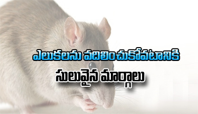  How To Get Rid Of Rats-TeluguStop.com