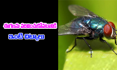  Home Remedies To Get Rid Of Flies-TeluguStop.com