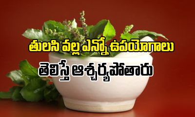  Tulasi Leaves Uses And Health Benefits In Telugu-TeluguStop.com