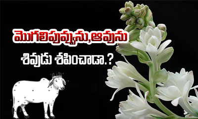  Ketaki (mogali Puvvu) Is Not Used In Worship Lord Shiva-TeluguStop.com