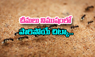  How To Get Rid Of Ant At Home-TeluguStop.com