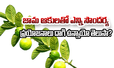  Guava Leaves Beauty Benefits-TeluguStop.com