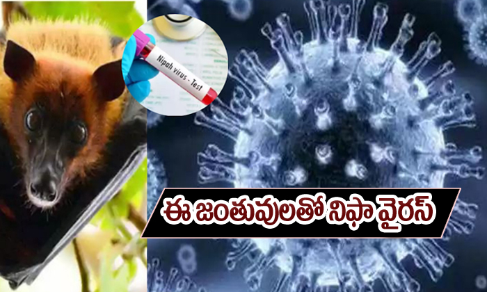  Nipah Virus Spread By These Animals-TeluguStop.com