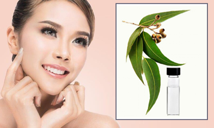  Eucalyptus Oil Beauty Benefits-TeluguStop.com