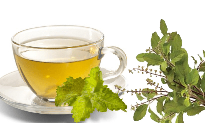  How To Make Tulsi Tea Andbenefits-TeluguStop.com