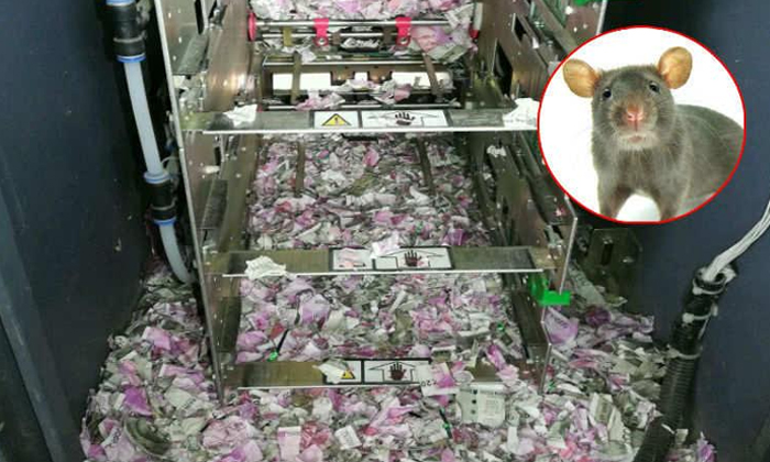  Reason Behind Rodents Destroy 2000 Notes-TeluguStop.com