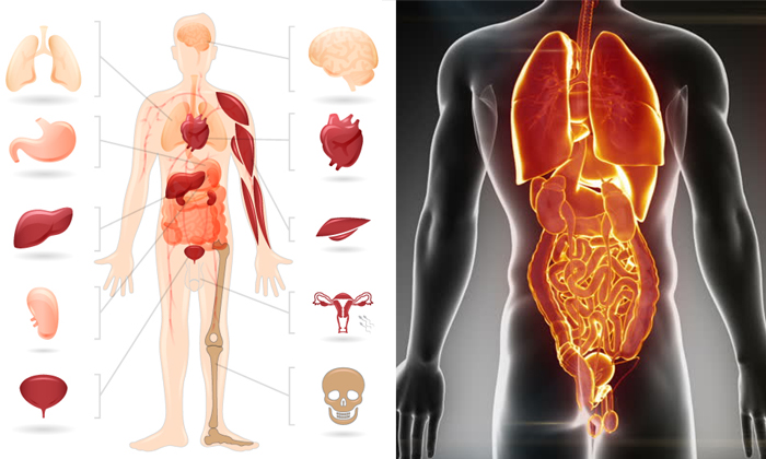  Diabetes Can Cause Damage Body Organs-TeluguStop.com