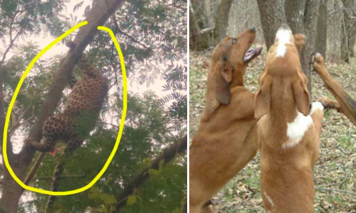  Dogs Force Leopard To Retreat To Tree Top Karnataka-TeluguStop.com