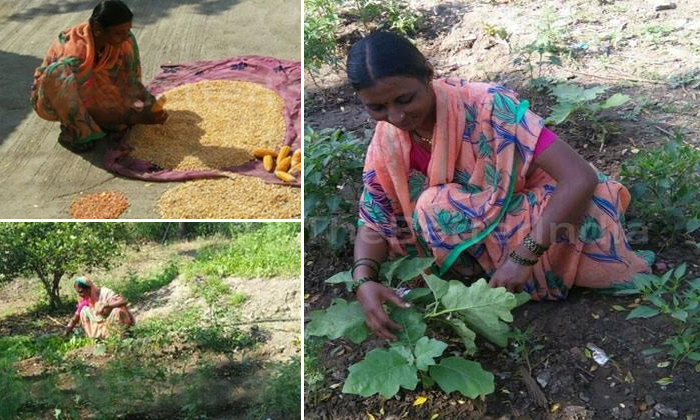  Woman From Maharashtra Grew 15 Crops Using The One Acre Farming-TeluguStop.com