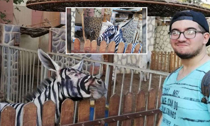  Zoo Paint A Donkey With Stripes To Make It Look Like A Zebra-TeluguStop.com