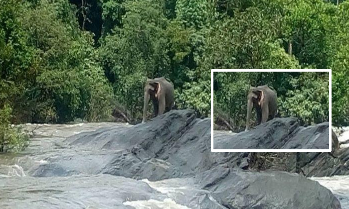  Elephant Stuck In Kerala Flood Rescued After Shutting Dam Sluice Gates-TeluguStop.com