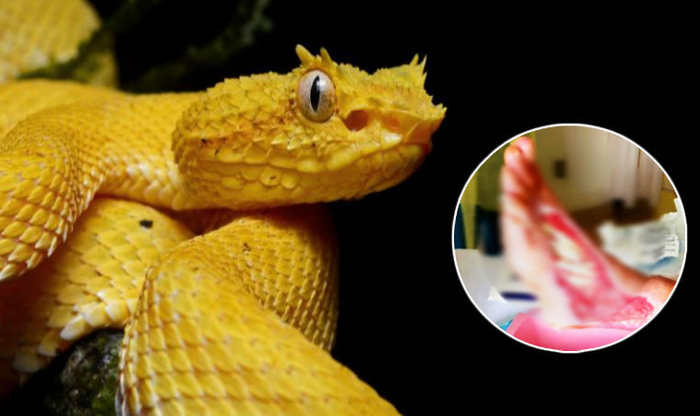  Most Deadliest Snakes In The World-TeluguStop.com