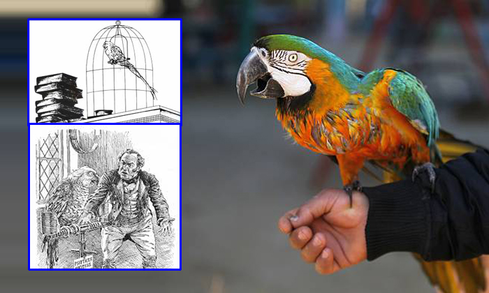 The Parrot Sings And Dances But Died Through Over Education The Parrot Sings And Dances But Died Through Over Education-TeluguStop.com