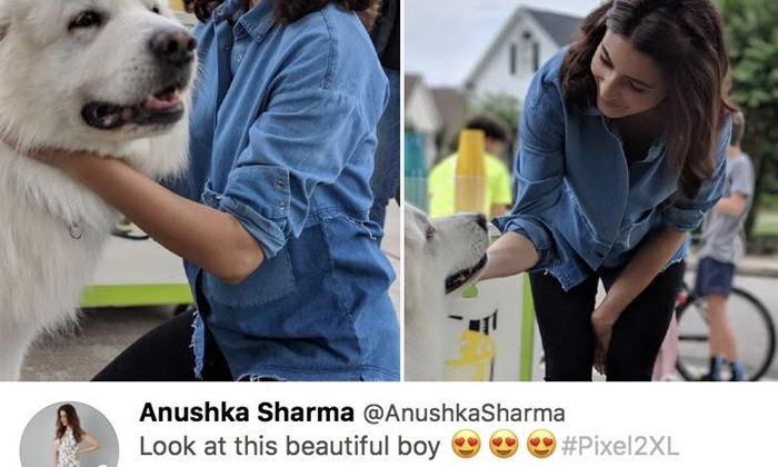  Anushka Sharma Promotes Google Pixel On Twitter Using Iphone-TeluguStop.com