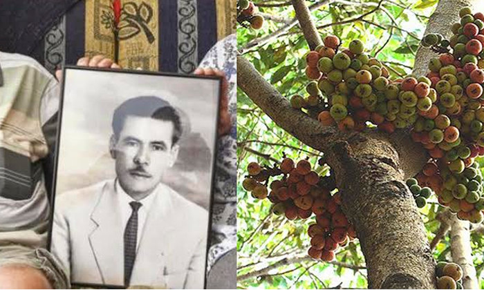  Ficus Racemosa Tree Revalve Murder Mystery-TeluguStop.com