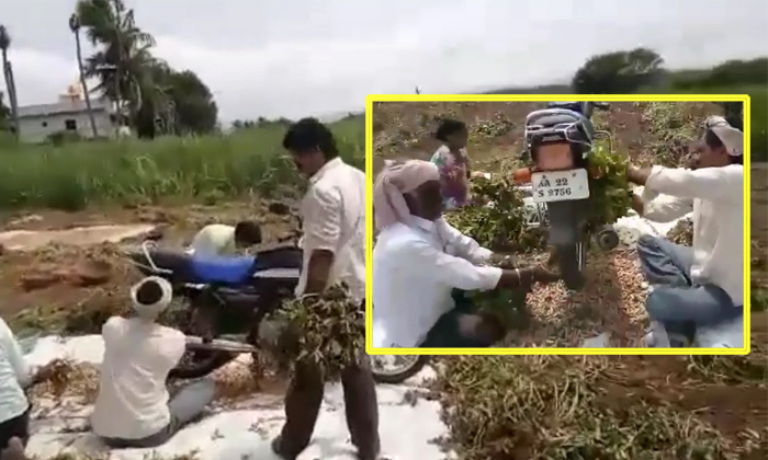  Groundnut Harvesting Using Hero Honda Bike-TeluguStop.com