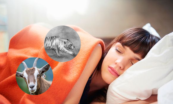 What Do 11 Animals Symbolize In Dreams What Do 11 Animals Symbolize In Dreams-TeluguStop.com