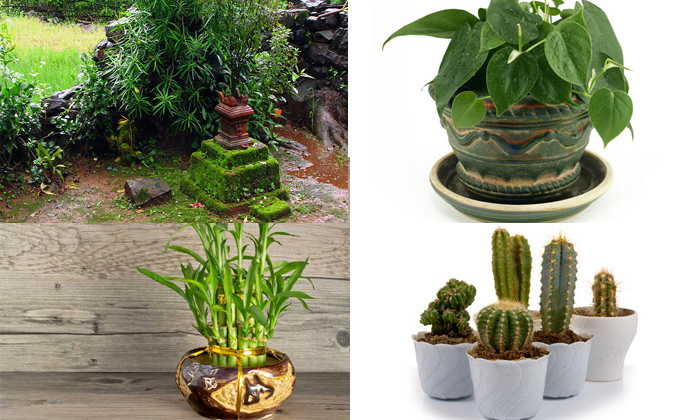 Which Plant Is Useful And Where To Place The Plant In Our Home-TeluguStop.com
