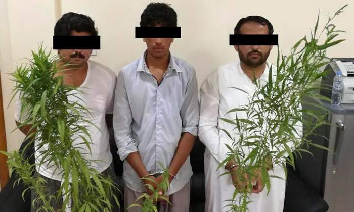  Man Jailed For Planting Cannabis Seeds In Jebel Ali-TeluguStop.com