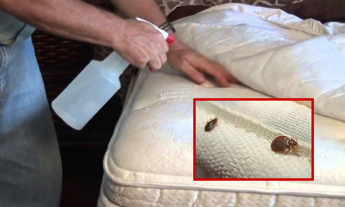  Use Alcohol To Kill Bed Bugs-TeluguStop.com