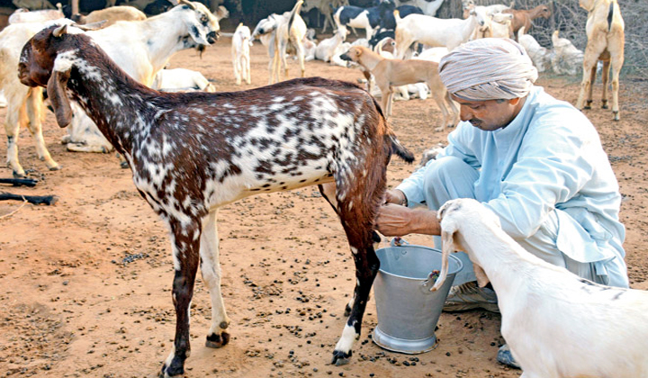  Goat Milk Contains Very Great Medicinal Properties-TeluguStop.com