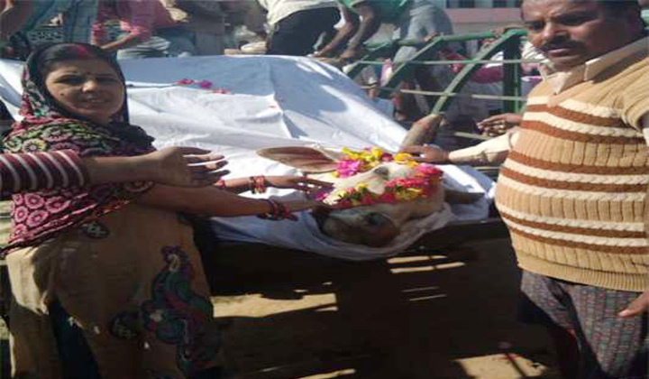  Ox Was Daied Villege Peoples Are Funeral At Uttarapradesh-TeluguStop.com