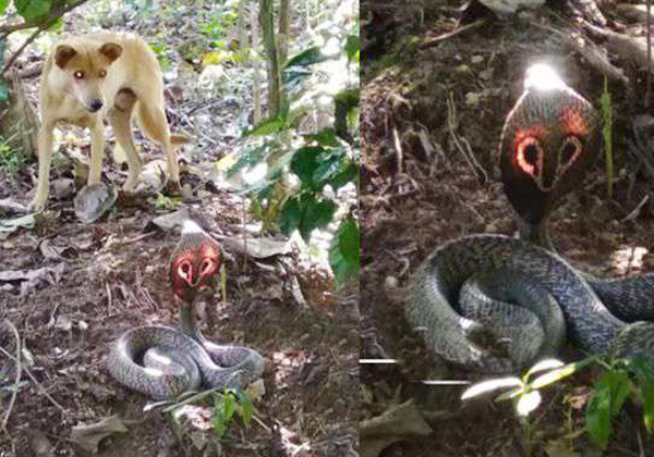  Rare Snake Invented By Dog At Karnataka-TeluguStop.com