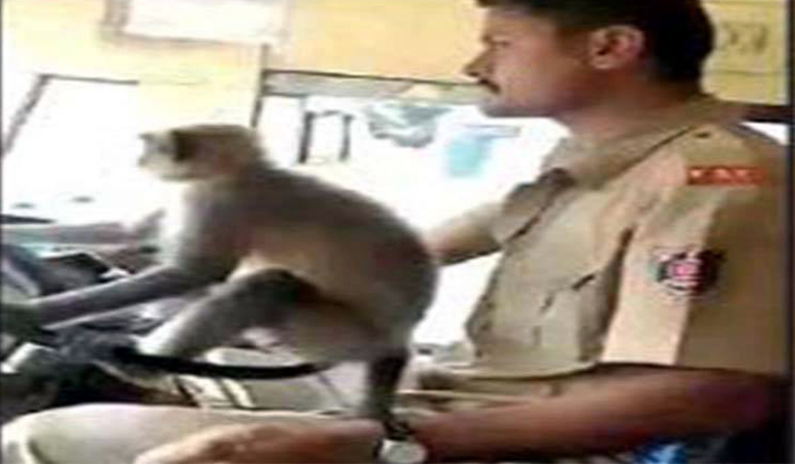  Monkey Driven By Rtc Bus Suspended Officers-TeluguStop.com