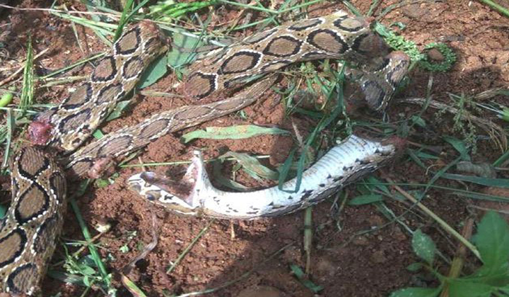 Six Pieces Of The Stained Snake And Then Six Pieces Of The Stained Snake And Then-TeluguStop.com