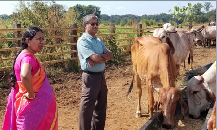  Goshala In America For Save The Cows-TeluguStop.com