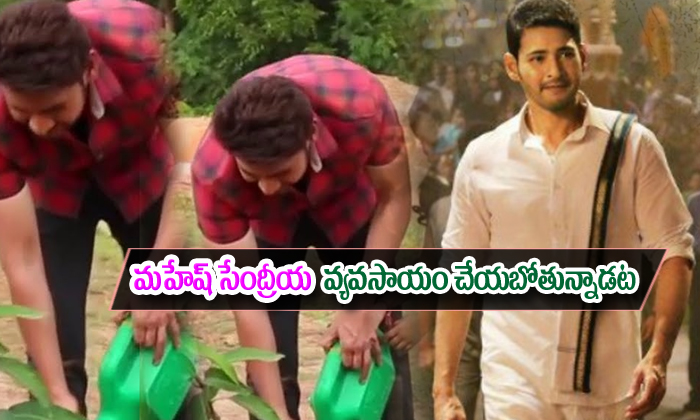  Mahesh Babu Is Doing Organic Farming-TeluguStop.com