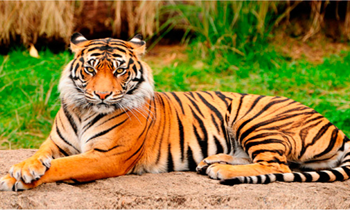 Leopard Entered In Gujarath Secretariat Leopard Entered In Gujarath Secretariat-TeluguStop.com