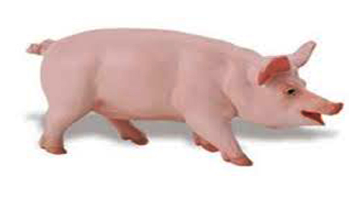  Walk With Pig At Film Nagar Adigo Movie Unit Offer-TeluguStop.com