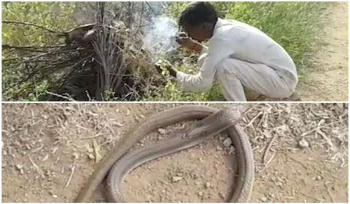  The Farmer Who Eat The Snake In Protest Of The Officers-TeluguStop.com