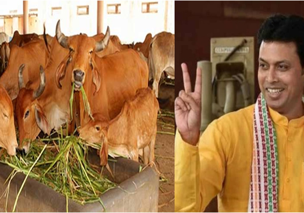  The Cow Is Growing In Tripura Cm-TeluguStop.com