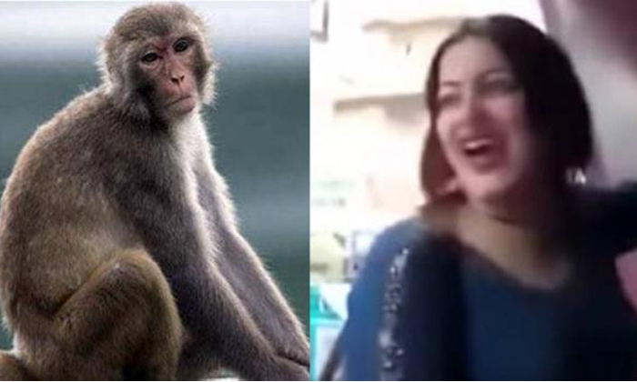  Egyptian Woman Jailed For Three Years For Harassing A Monkey-TeluguStop.com