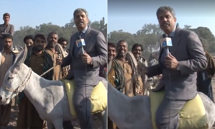  This Crazy News Journalist Gives Live On Donkey In The Market-TeluguStop.com