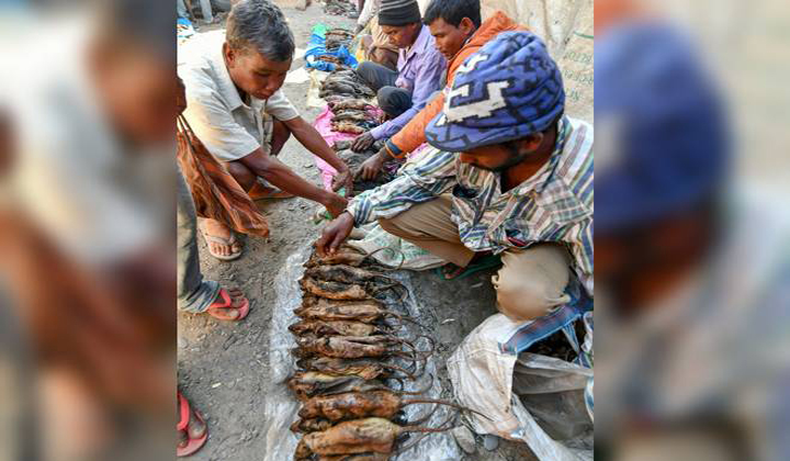  Rat Meat For Rs 200 Per Kg At Assam-TeluguStop.com