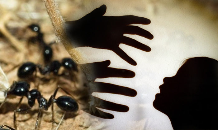  Ants Save 16 Year Old From Getting Raped-TeluguStop.com