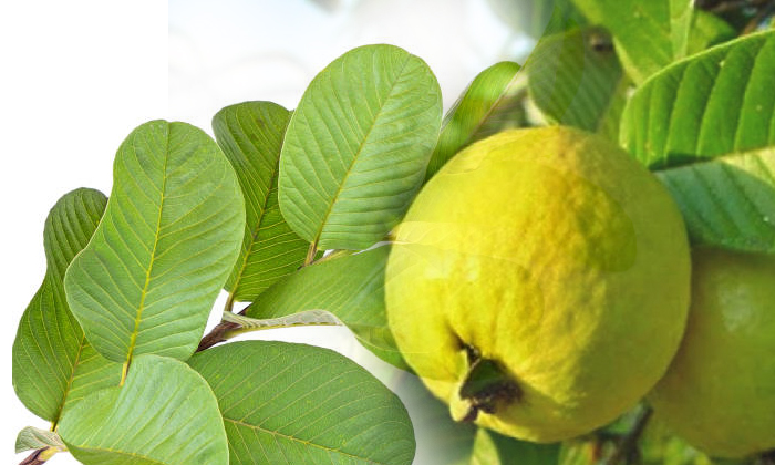  Health Benefits Of Guava Leaves , Guava Leaves, Health Benefits, Telugu Health,-TeluguStop.com