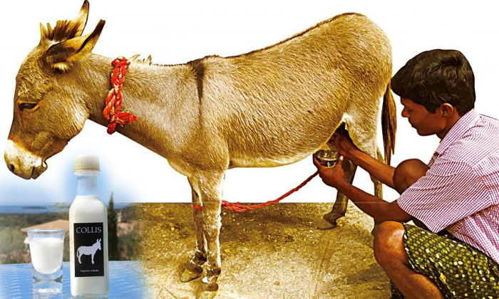  Is Donkeys Milk The Next Big Health Trend-TeluguStop.com