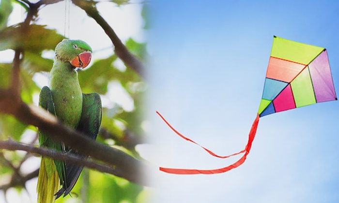  Pic Of A Dead Parrot Caught In A Kite String Noose During Sankranti-TeluguStop.com