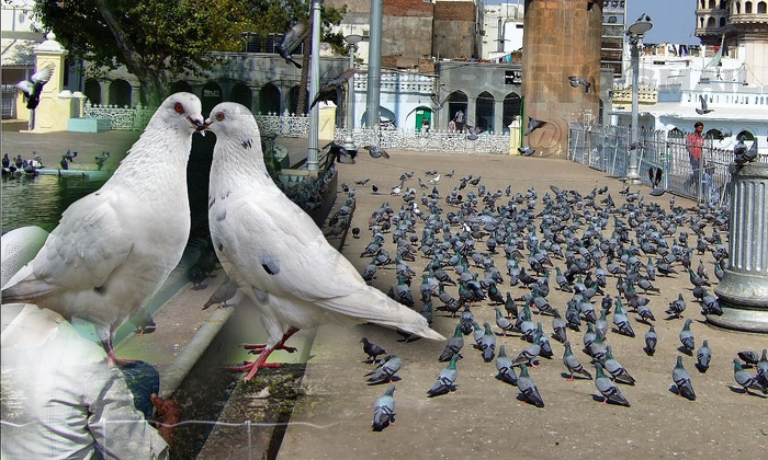  Pigeon Control In Hyderabad-TeluguStop.com